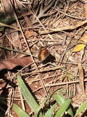 Junonia sophia