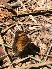 Junonia sophia