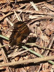 Junonia sophia