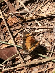 Junonia sophia