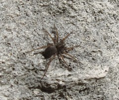 Pardosa