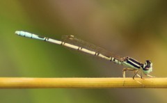 Agriocnemis pieris