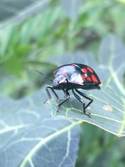 Pachycoris klugii