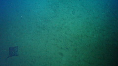 Beringraja binoculata
