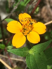 Ochraethes pollinosus
