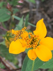Ochraethes pollinosus