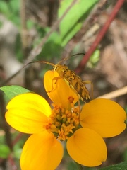 Ochraethes pollinosus