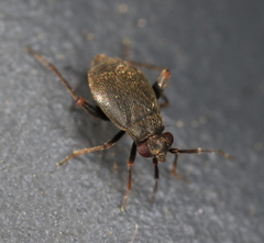 Chlamydatus evanescens