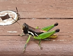 Methiolopsis geniculata