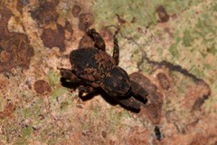 Methidrysis afflicta