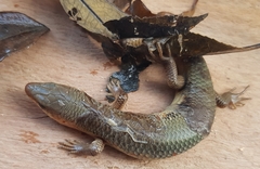 Plestiodon chinensis