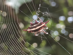 Gasteracantha doriae