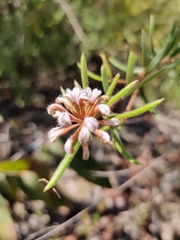 Grevillea phylicoides