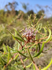 Grevillea phylicoides