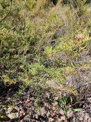 Grevillea phylicoides