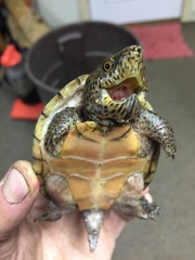 Sternotherus minor