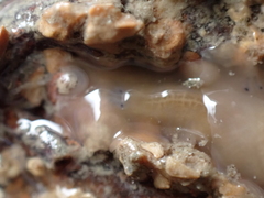 Leptoplana tremellaris