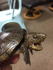 Sternotherus minor
