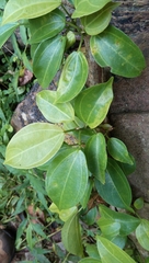 Scepocarpus trinervis