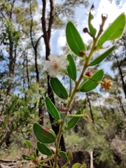 Acacia hispidula