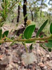Acacia hispidula