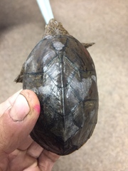 Sternotherus minor