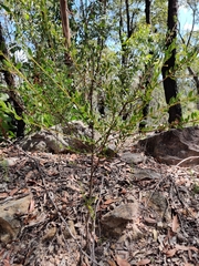 Acacia hispidula