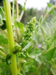 Beta vulgaris vulgaris