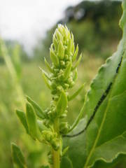 Beta vulgaris vulgaris