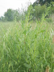 Beta vulgaris vulgaris