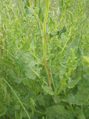 Beta vulgaris vulgaris