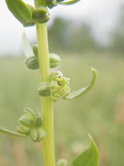 Beta vulgaris vulgaris