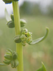 Beta vulgaris vulgaris