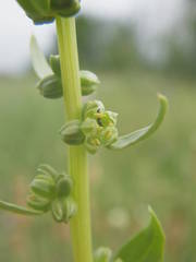 Beta vulgaris vulgaris