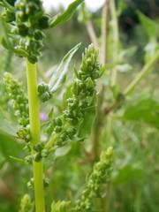 Beta vulgaris vulgaris