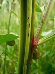 Beta vulgaris vulgaris