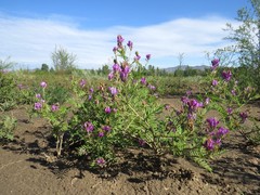Astragalus davuricus