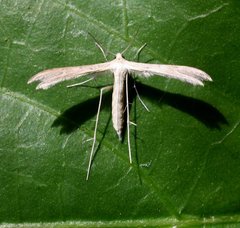 Exelastis phlyctaenias