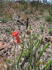 Erica cerinthoides
