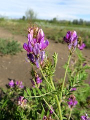 Astragalus davuricus