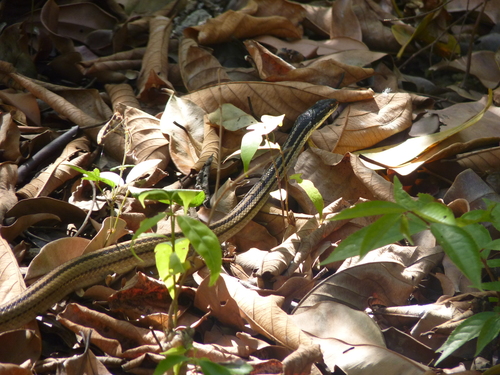 Four-striped Snake