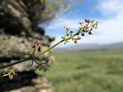 Galium pobedimovae