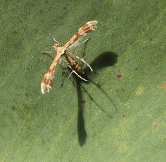 Trichoptilus ceramodes