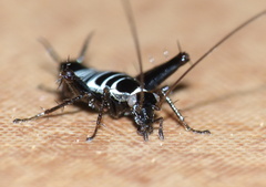 Saltoblattella