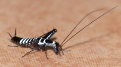 Saltoblattella