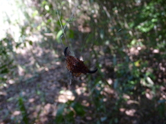 Gasteracantha thorelli
