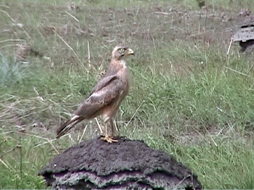 Grasshopper Buzzard