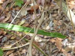 Langaha madagascariensis