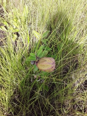 Pachycarpus appendiculatus
