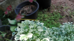 Ceriagrion coromandelianum